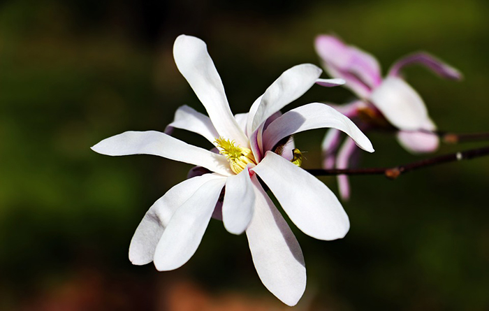 優(yōu)美散文:三月故鄉(xiāng) 春暖花開 回歸內心的純凈